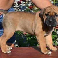 Fawn girl Radamira 45 days / палевая девочка Радамира 45 дней