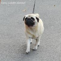 Интермедия, лучшая сука  TRULTESKOGEN'S COCO SWEET AS CANDY - САС, RCACIB