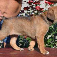 Fawn girl Radamira 45 days / палевая девочка Радамира 45 дней