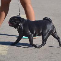 Открытый класс сука FIFI BELLESA PINTAT - RCAC