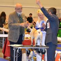 Открытый класс кобель ARCHIBALD SWEET PUG UA - очень хорошо-1