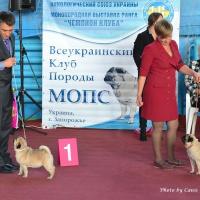 Интермедия суки - расстановка