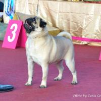 Класс победителей лучшая сука AGRIPINA SWEET PUG UA - КЧК
