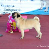 Класс победителей лучшая сука AGRIPINA SWEET PUG UA - КЧК