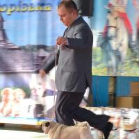 ВОВ окраса класс чемпионов сука MONTES AURI OLIVIA LA VICTORIA - Чемпион Клуба