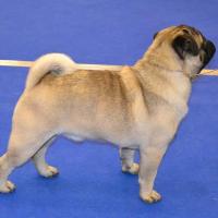 интермедиа Лучший кобель Pugbully Knockout - САС