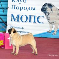 ВОВ окраса класс чемпионов сука MONTES AURI OLIVIA LA VICTORIA - Чемпион Клуба