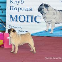 ВОВ окраса класс чемпионов сука MONTES AURI OLIVIA LA VICTORIA - Чемпион Клуба