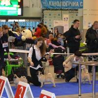 бэби кобели