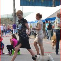 ВОВ, класс чемпионов сука TAGRITANIA KASSIOPEA SAPFO - CACIB