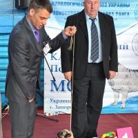Лучший Щенок Выставки кобель BRUNO SWEET PUG UA