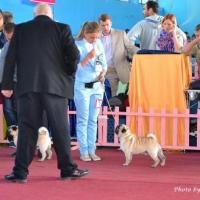 Сравнение на Лучшего Кобеля Окраса