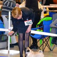 Лучший бэби выставки кобель Canis Celebri Munchhausen