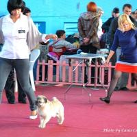 Сравнение на Лучшего Ветерана Окраса