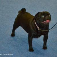Юниор кобель SNUGGLEPUG BLACK LUCCA - очень хорошо