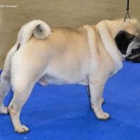 Открытый класс кобель Gold Pug Helza - RCAC