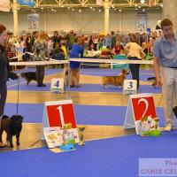 интермедиа кобели VASABI BEST GOLDEN PACK (оч.хор.-1) и ZHOKER TRIUMF RODOM IZ MOPSLANDII (хор.-2)