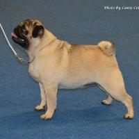 Юниор сука PUGBULLY QUIRKY LAYLA - отлично-4