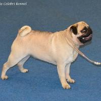 Юниор сука PUGGENS JUVEL - отлично-3