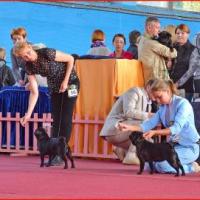 Юниоры суки