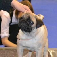 Лучший бэби выставки кобель Canis Celebri Munchhausen
