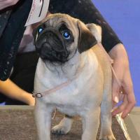 Лучший бэби выставки кобель Canis Celebri Munchhausen