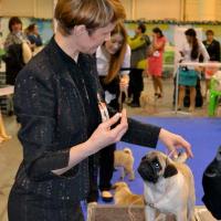 Лучший бэби выставки кобель Canis Celebri Munchhausen
