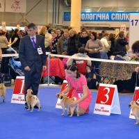 юниоры суки расстановка