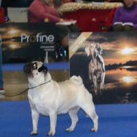 Класс чемпионов сука Pug Isabella Rossellini Ibeth - отлично-2