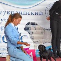 Открытый класс лучшая сука ZHEMCHUZHNAYA ROSSYP' RODOM IZ MOPSLANDII - КЧК