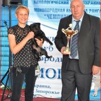 Лучший Юниор Окраса сука DOMINO EFFECT ZAFIRA CANIS CELEBRI - Юный Чемпион Клуба