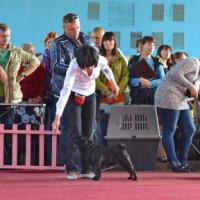 Сравнение на Лучшего Кобеля Окраса