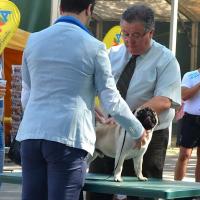 ВОВ, открытый класс кобель DIABOLBRIC'S DISCULPEN LAS MOLESTIAS - CACIB