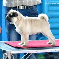 Лучший Бэби выставки, кобель CEZAR SWEET PUG UA