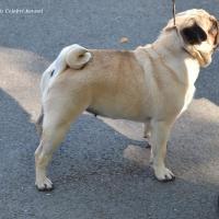 Лучшая Сука выставки, открытый класс  BLONDA GRACE SUNNY VALLEY - CACIB