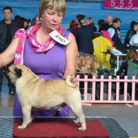 ВОВ класс чемпионов кобель HABENERO DE JAVU TANNER - CACIB