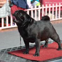 Открытый класс сука HABENERO DE JAVU MISS DELICACY DE MANNERS