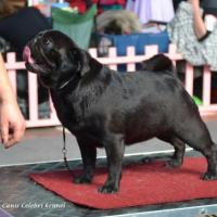 Открытый класс сука HABENERO DE JAVU MISS DELICACY DE MANNERS