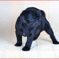 2 месяца