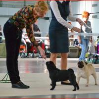 BOB юниоры сука DOMINO EFFECT ZAFIRA CANIS CELEBRI - JCAC