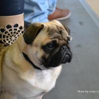 Юниор сука ANIKA VON DEN PUFFIPUGS - отлично-3