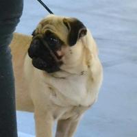 Юниор сука ANIKA VON DEN PUFFIPUGS - отлично-3