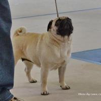 Класс чемпионов лучшая сука TIT FOR TAT OD WILMY - RCACIB