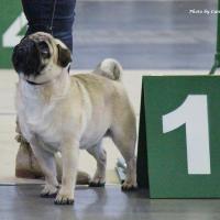 Лучший юниор кобель AREC VON DEN PUFFIPUGS