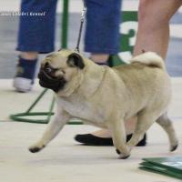 Лучший Кобель выставки открытый класс NATUREDOGS BELLS THE WILD ONE - CACIB