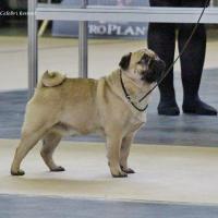 Лучший Кобель выставки открытый класс NATUREDOGS BELLS THE WILD ONE - CACIB