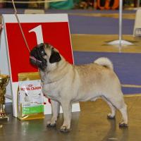Лучший Щенок окраса выставки ВКП мопс Canis Celebri Munchhausen