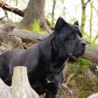 Grandmother: POWER OF STYLE VANESSA (Cane Per La Vita Mohammed Ali x Vega)