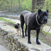 Grandmother: POWER OF STYLE VANESSA (Cane Per La Vita Mohammed Ali x Vega)