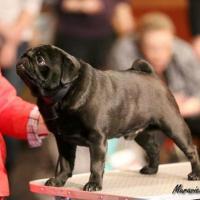 Класс чемпионов кобель Armlesler Maximus Iz Pokoleniya Zvezd - отл.-2
